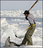 No a la matanza de focas de Canadá