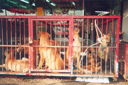 mercado carne perro