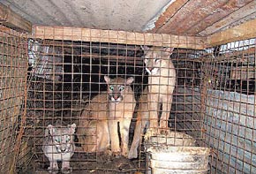 Distante Armada callejón Se permite la caza libre del puma en la Pampa | AnimaNaturalis