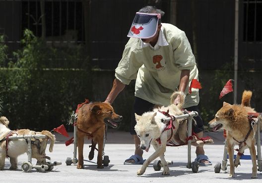 Un voluntario chino cuida a un grupo de perros afectados por el reciente terremoto en la provincia de Sichuan. Los animales se recuperan de fracturas y utilizan prótesis.