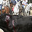 Toro de vega 2006