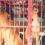 Dog market