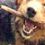 Cachorro