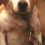 Perro triste