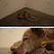 Perro Habacuc
