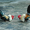 Pelea de gallos