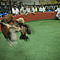 Pelea de gallos