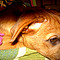 Brownie, abandonada