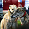 Galgos01