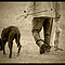 Galgos08