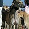Galgos06