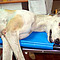Galgos09
