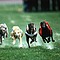 Galgos15