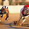 Galgos03