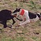Galgos05