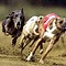 Galgos14