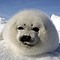 Foca 2