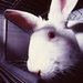 Conejo - Uncaged- Boicot P&G