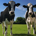 vacas
