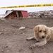 Animales Terremoto en Chile 2010