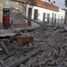 Animales Terremoto en Chile 2010