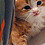 gatito 2