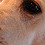 perrito