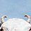 vaca que husmea