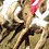 galgos.jpg