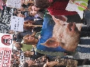 París 20.05.2006. Alrededor de 400 personas se dieron cita en la Plaza Georges Pompidu en París, Francia, para realizar la marcha anual del día del orgullo vegetariano. AnimaNaturalis estuvo ahí por primera vez, siendo la única organización de habla hispa
