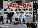 México DF, 20 de septiembre de 2006. AnimaNaturalis México y Comarino se reunieron frente a la Embajada de Japón para protestar contra la masacre de delfines que realiza este país. Cerca de 80 personas se dieron cita en Paseo de la Reforma para apoyar con