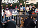16.12.07. Activistas de AnimaNaturalis se metieron en jaulas simulando ser grandes felinos, en representación de todos los animales que sufren la esclavitud en los circos. El acto se realizó cerca de un circo con animales en Valéncia.