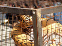 16.12.07. Activistas de AnimaNaturalis se metieron en jaulas simulando ser grandes felinos, en representación de todos los animales que sufren la esclavitud en los circos. El acto se realizó cerca de un circo con animales en Valéncia. 
