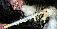 Gansos en una granja de producci�n de foie gras.