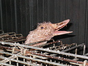 Gansos en una granja de producción de foie gras.