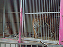 La delegaci�n riojana de Animanaturalis, protesta en Calahorra a las puertas de un circo con animales