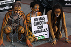 14.12.08 Cinco miembros de AnimaNaturalis protestaron pintados de animales frente al Circo Americano en Madrid.