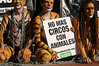 14.12.08 Cinco miembros de AnimaNaturalis protestaron pintados de animales frente al Circo Americano en Madrid.