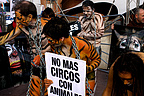 14.12.08 Cinco miembros de AnimaNaturalis protestaron pintados de animales frente al Circo Americano en Madrid.
