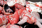 23.04.2009. Una veintena de activistas de AnimaNaturalis, ocho de ellos desnudos y con el cuerpo pintado de blanco, propusieron hoy en Barcelona boicotear todo el pescado procedente de Canadá, debido a que este país inicia cada mes de mayo una matanza de 
