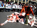 23.04.2009. Una veintena de activistas de AnimaNaturalis, ocho de ellos desnudos y con el cuerpo pintado de blanco, propusieron hoy en Barcelona boicotear todo el pescado procedente de Canadá, debido a que este país inicia cada mes de mayo una matanza de 