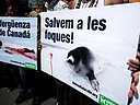 23.04.2009. Una veintena de activistas de AnimaNaturalis, ocho de ellos desnudos y con el cuerpo pintado de blanco, propusieron hoy en Barcelona boicotear todo el pescado procedente de Canadá, debido a que este país inicia cada mes de mayo una matanza de 