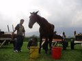 Entrega para adopción de los caballos de carretilleros colombianos, Medellín, 2009.