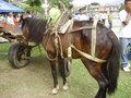 Entrega para adopción de los caballos de carretilleros colombianos, Medellín, 2009.