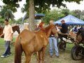 Entrega para adopción de los caballos de carretilleros colombianos, Medellín, 2009.