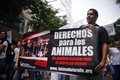 Día Mundial de los Animales en México 2009