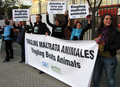 Hoy 5 de noviembre, AnimaNaturalis, ADI y PETA se unieron en Sevilla para denunciar en rueda de prensa las prácticas de este circo. Por la tarde, un acto congregó a un centenar de defensores de los derechos animales. 