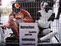 El día 10 de diciembre de 2009, por undécimo año consecutivo, se conmemorará en el mundo el Día Internacional de los Derechos Animales. Desde el año 1997, numerosos grupos y asociaciones recordamos cada 10 de diciembre a los billones de animales que son v