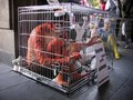 El día 10 de diciembre de 2009, por undécimo año consecutivo, se conmemorará en el mundo el Día Internacional de los Derechos Animales. Desde el año 1997, numerosos grupos y asociaciones recordamos cada 10 de diciembre a los billones de animales que son v