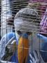 Activistas de AnimaNaturalis se metieron en jaulas semidesnudos y pintados con vistosos colores imitandoa aves y felinos que frecuentemente son maltratados.